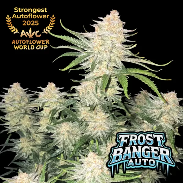 FROSTBANGER AUTO | FASTBUDS
