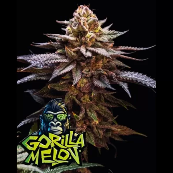 GORILLA MELON FEM | FAST BUDS