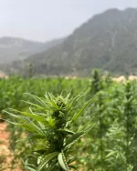 Close-up of a cannabis plant with a budding bud in a field, mountains visible in the distance.
