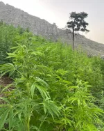 Field of mature cannabis plants growing on a hillside with a rocky mountain and lone tree in the background.