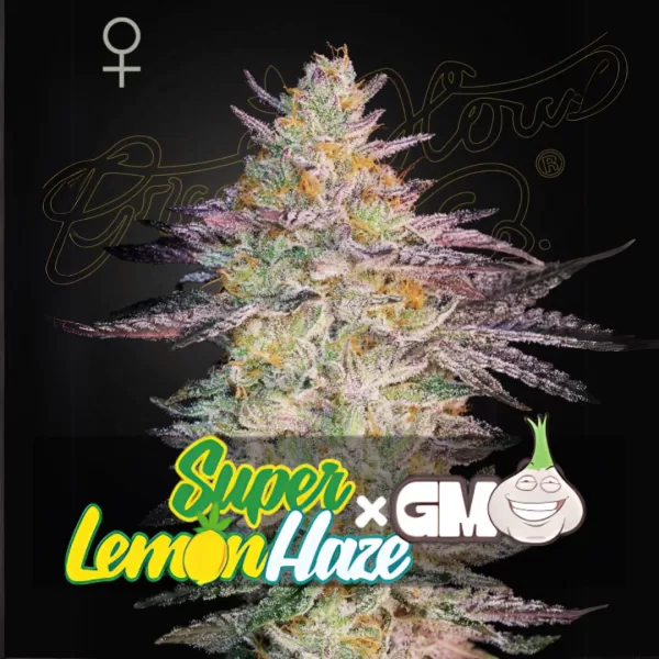 SUPER LEMON HAZE X GMO | GREEN HOUSE