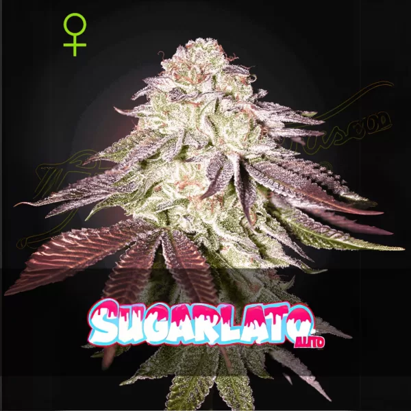 SUGARLATO AUTO | GREEN HOUSE