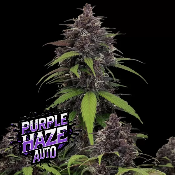PURPLE HAZE AUTO | FAST BUDS