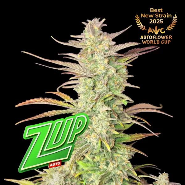 Z-UP AUTO | FAST BUDS