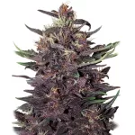 PURPLE KUSH | BUDDHA SEEDS - acquista online su Hemport