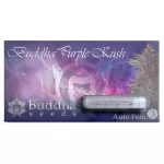 PURPLE KUSH | BUDDHA SEEDS - acquista online su Hemport