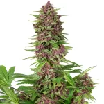 PURPLE KUSH | BUDDHA SEEDS - acquista online su Hemport