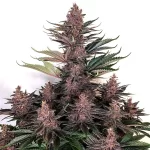 PURPLE KUSH | BUDDHA SEEDS - acquista online su Hemport