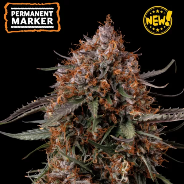 SEEDSTOCKERS | PERMANENT MARKER FEM - 3+2 SEMI