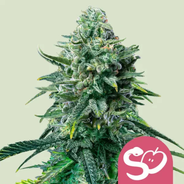 FORBIDDEN FRUIT | ROYAL QUEEN SEEDS - 3 SEMI