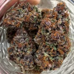 FORBIDDEN FRUIT | ROYAL QUEEN SEEDS - 3 SEMI - acquista online su Hemport