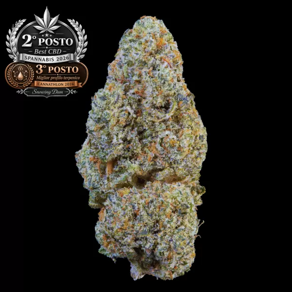 Cannabis nugget beside 2026 award seals on a black background, highlighting product accolades.