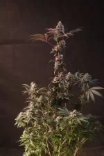 LEMON CHERRY RUNTZ FEM | FAST BUDS - acquista online su Hemport