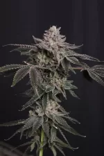 Z42 FEM | FAST BUDS - acquista online su Hemport