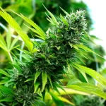BANANA SAPPHIRE | HUMBOLDT - 5 SEMI - acquista online su Hemport