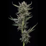 BANANA SAPPHIRE | HUMBOLDT - 5 SEMI - acquista online su Hemport