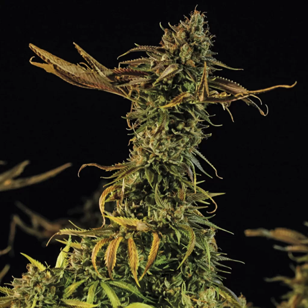 BLUEBERRY HEADBAND FEM | HUMBOLDT SEEDS - acquista online su Hemport