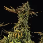 BLUEBERRY HEADBAND FEM | HUMBOLDT SEEDS - acquista online su Hemport