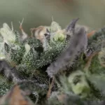 BLUEBERRY HEADBAND FEM | HUMBOLDT SEEDS - acquista online su Hemport
