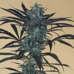 BLUEBERRY HEADBAND FEM | HUMBOLDT SEEDS - acquista online su Hemport