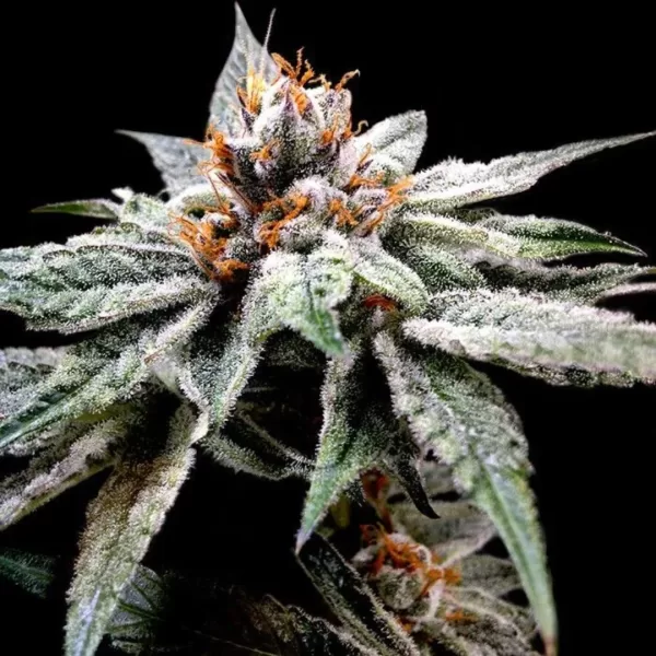 DJ'S GOLD | DNA GENETICS - 3 SEMI