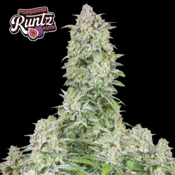 FORBIDDEN RUNTZ AUTO | FAST BUDS