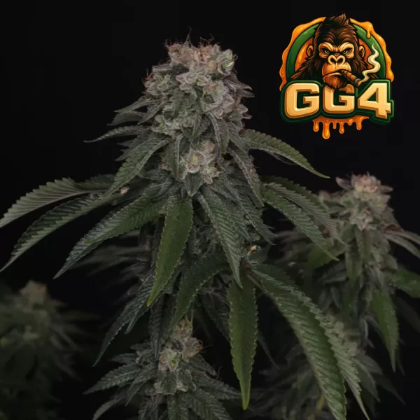 GG4&trade; | FAST BUDS