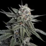 HOLY GRAIL KUSH | DNA GENETICS - 3 SEMI - acquista online su Hemport