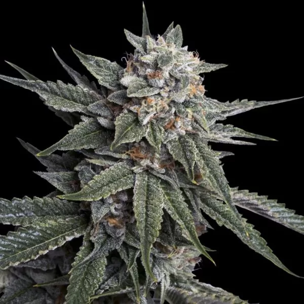 HOLY GRAIL KUSH | DNA GENETICS - 3 SEMI