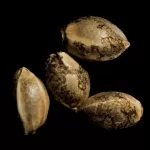 HOLY GRAIL KUSH | DNA GENETICS - 3 SEMI - acquista online su Hemport