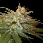 KUSHBERRY | DNA GENETICS - 3 SEMI - acquista online su Hemport