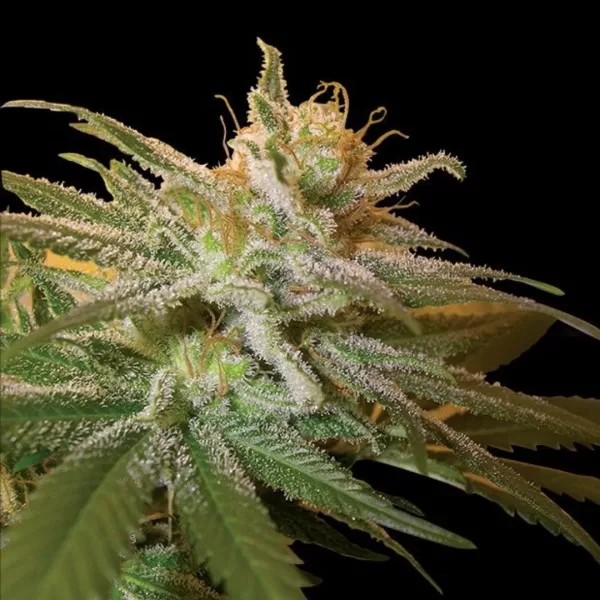 KUSHBERRY | DNA GENETICS - 3 SEMI