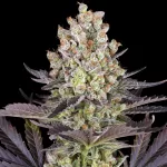 PAPAYA FROSTING | BARNEY'S FARM X DOJA - acquista online su Hemport