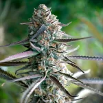 PINEAPPLE CHEM AUTO | HUMBOLDT SEEDS - acquista online su Hemport