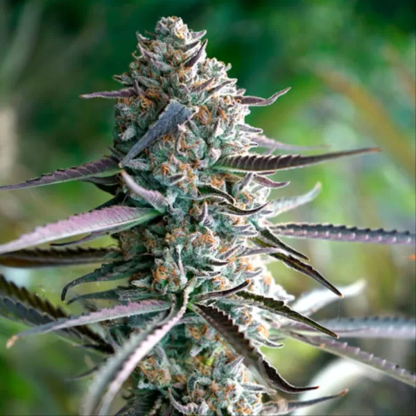 PINEAPPLE CHEM AUTO | HUMBOLDT SEEDS