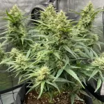 PINEAPPLE CHEM AUTO | HUMBOLDT SEEDS - acquista online su Hemport