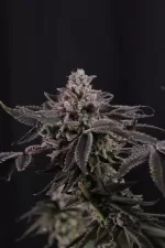 Z42 FEM | FAST BUDS - acquista online su Hemport