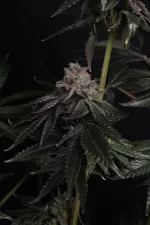Z42 FEM | FAST BUDS - acquista online su Hemport