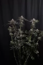 Z42 FEM | FAST BUDS - acquista online su Hemport