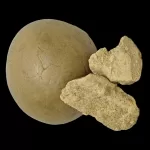 Close-up of two baked cookies against a black background: a smooth, round, tan cookie and a crumbled, jagged piece nearby.